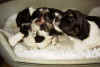 hund2.jpg (143409 byte)