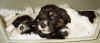 hund4.jpg (82158 byte)