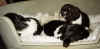 hund5.jpg (118458 byte)