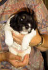 hund6.jpg (67769 byte)