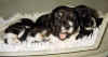 hund8.jpg (127518 byte)