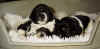 hund9.jpg (112926 byte)